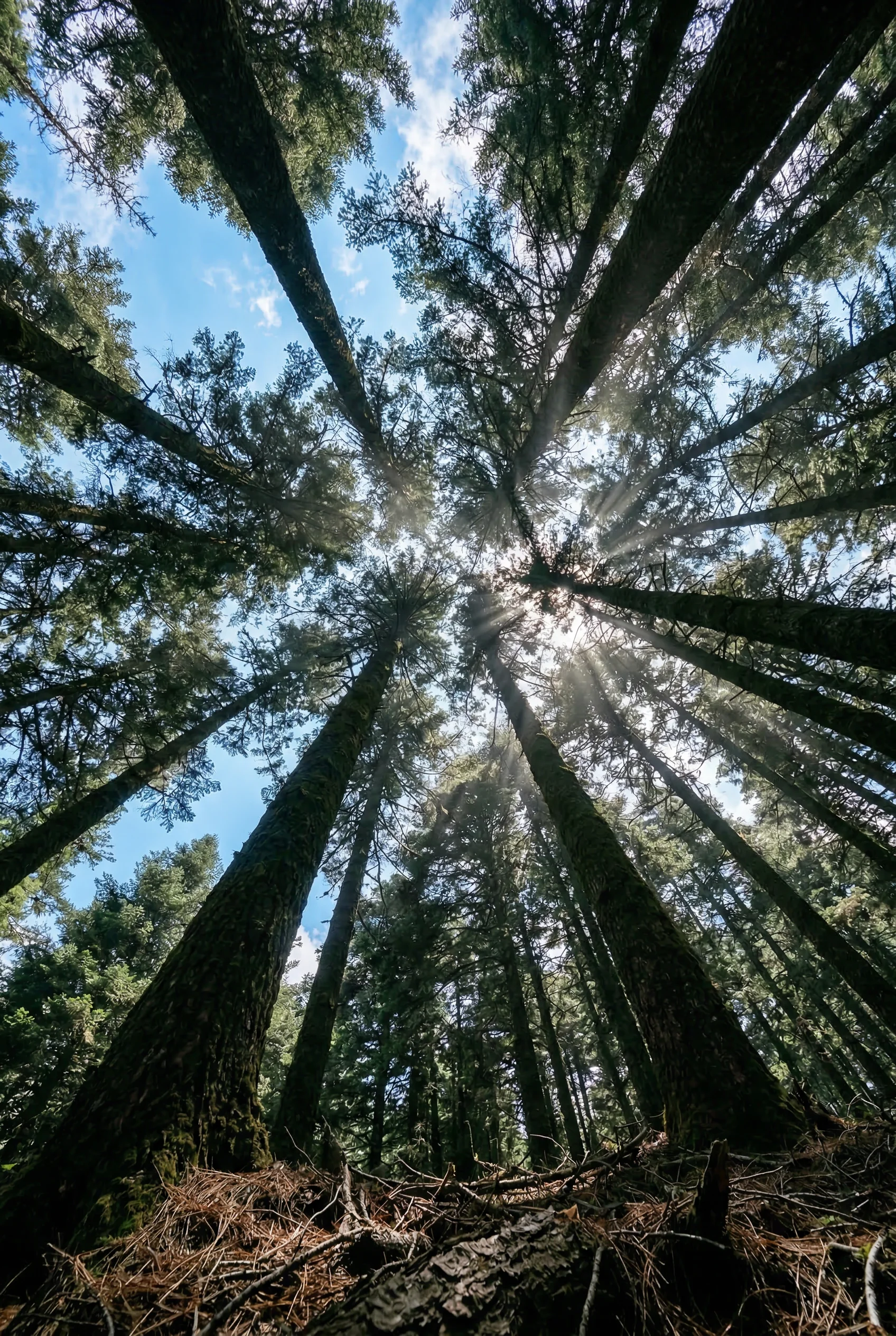 Dosel de oyameles hacia el cielo